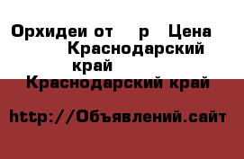 Орхидеи от 350р › Цена ­ 350 - Краснодарский край  »    . Краснодарский край